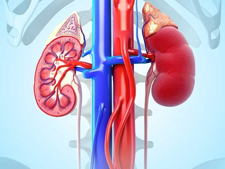 Anatomia e Funzionalità